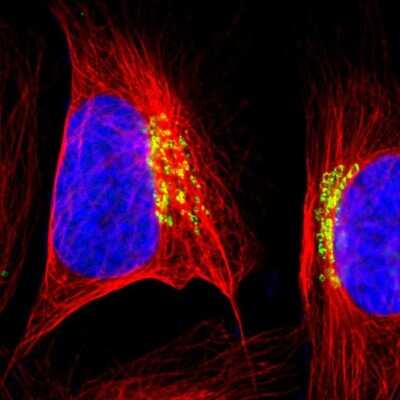 Immunocytochemistry/ Immunofluorescence: GOLPH4 Antibody [NBP1-91954]