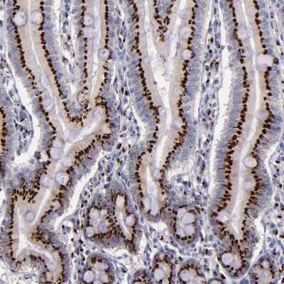 Immunohistochemistry-Paraffin: GOLPH4 Antibody [NBP1-91954]