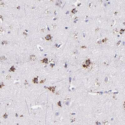Immunohistochemistry-Paraffin: GOLPH4 Antibody [NBP1-91954]