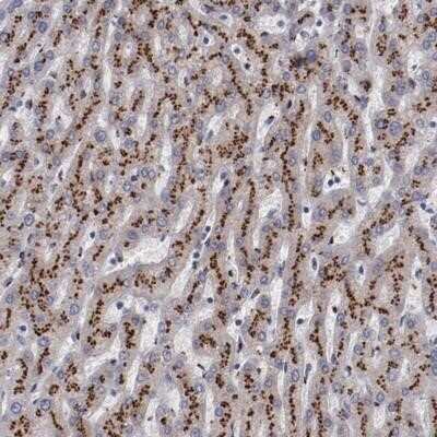 Immunohistochemistry-Paraffin: GOLPH4 Antibody [NBP1-91955]