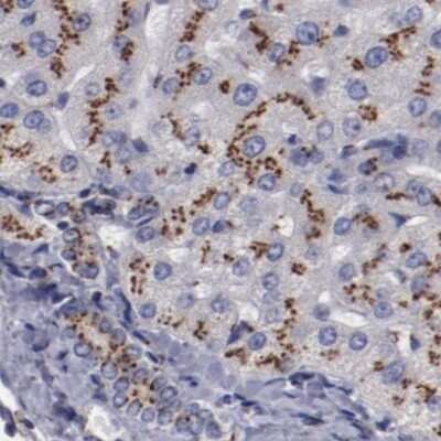 Immunohistochemistry-Paraffin: GOLPH4 Antibody [NBP1-91955]