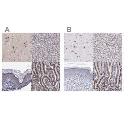 Immunohistochemistry-Paraffin: GOLPH4 Antibody [NBP1-91955]