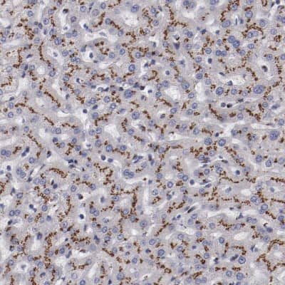 Immunohistochemistry-Paraffin: GOLPH4 Antibody [NBP1-91955]