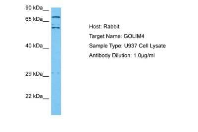 Western Blot: GOLPH4 Antibody [NBP2-87516]