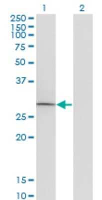 Western Blot: GOSR1 Antibody (2C2) [H00009527-M13]