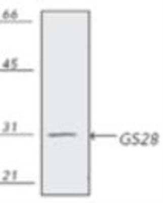 Western Blot: GOSR1 Antibody (HFD9) [NBP1-97437]