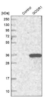 Western Blot: GOSR1 Antibody [NBP1-83351]