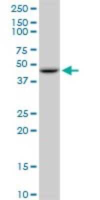 Western Blot: GOT2 Antibody (4H8) [H00002806-M09]