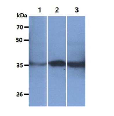 Western Blot: GOT2 Antibody (8B11)BSA Free [NBP2-59428]