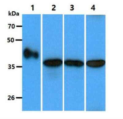 Western Blot: GOT2 Antibody (8B11)BSA Free [NBP2-59428]