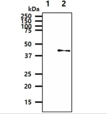 Western Blot: GOT2 Antibody (8B11)BSA Free [NBP2-59428]