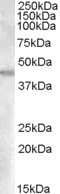 Western Blot: GOT2 Antibody [NB100-93404]