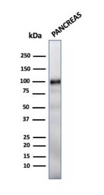 Western Blot: GP2 Antibody (GP2/1712)Azide and BSA Free [NBP2-54416]