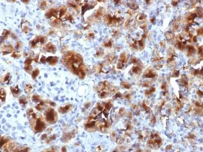 Immunohistochemistry-Paraffin: GP2 Antibody (GP2/1712) [NBP2-53322]