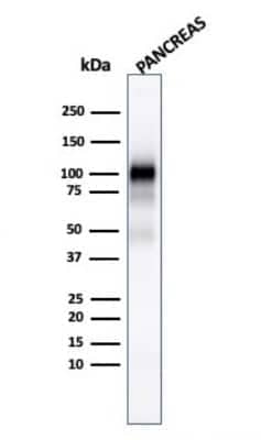 Western Blot: GP2 Antibody (GP2/1803)Azide and BSA Free [NBP2-75781]