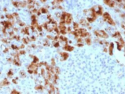Immunohistochemistry-Paraffin: GP2 Antibody (GP2/1803) [NBP2-75779]