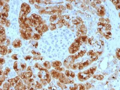 Immunohistochemistry-Paraffin: GP2 Antibody (GP2/1805) [NBP3-07327]