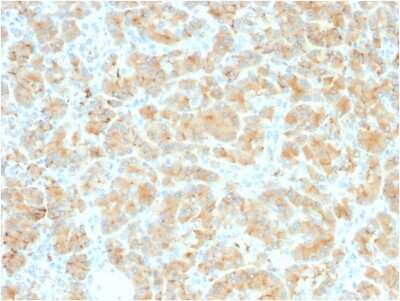 Immunohistochemistry-Paraffin: GP2 Antibody (GP2/2569R) [NBP3-07338]