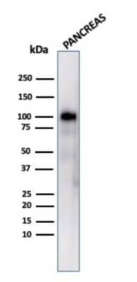 Western Blot: GP2 Antibody (GP2/3416)Azide and BSA Free [NBP3-08216]