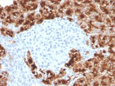 Immunohistochemistry-Paraffin: GP2 Antibody (GP2/3416) [NBP3-07328]