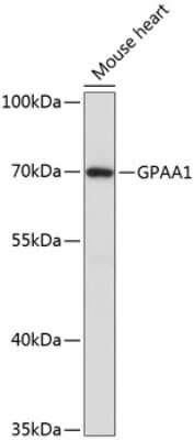 Western Blot: GPAA1 AntibodyAzide and BSA Free [NBP3-05181]