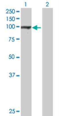 Western Blot: GPAM Antibody [H00057678-B01P]