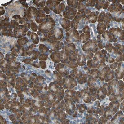 Immunohistochemistry-Paraffin: GPANK1/BAT4 Antibody [NBP1-90165]