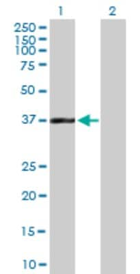 Western Blot: GPANK1/BAT4 Antibody [H00007918-B01P]