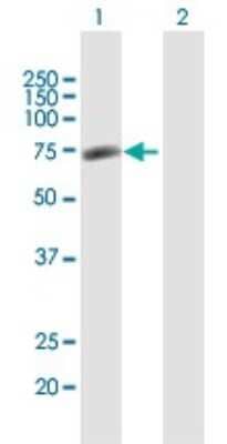 Western Blot: GPATCH4 Antibody [H00054865-B01P]