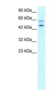 Western Blot: GPBP Antibody [NBP1-80012]