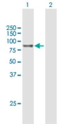 Western Blot: GPCPD1 Antibody [H00056261-B01P]