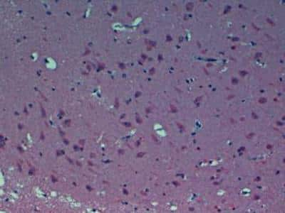 Immunohistochemistry: GPR39 Antibody - BSA Free [NLS142]