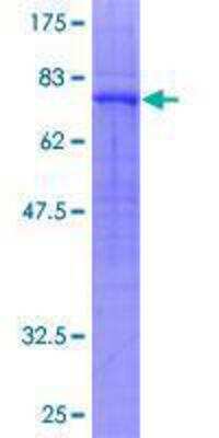 Western Blot: Recombinant Human GPR39 GST (N-Term) Protein [H00002863-P01]