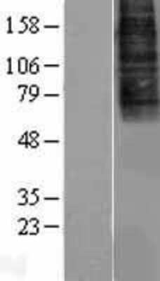 Western Blot: CXCR7/RDC-1 Overexpression Lysate [NBL1-09635]