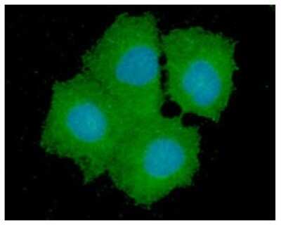 Immunocytochemistry/ Immunofluorescence: GPD1L Antibody (14E2) - BSA Free [NBP2-59439]