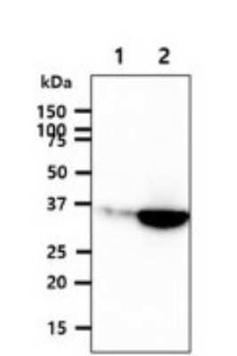 Western Blot: GPD1L Antibody (14E2)BSA Free [NBP2-59439]