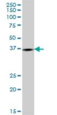 Western Blot: GPD1L Antibody [H00023171-B01P]