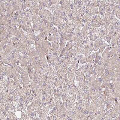 Immunohistochemistry-Paraffin: GPD2 Antibody [NBP2-38542]