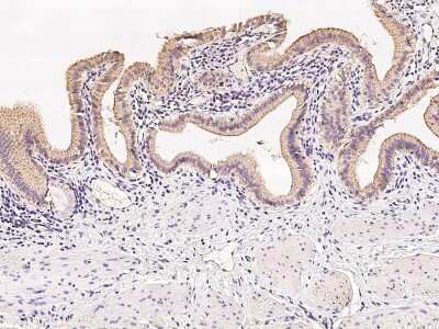 Immunohistochemistry-Paraffin: GPD2 Antibody [NBP2-97331]