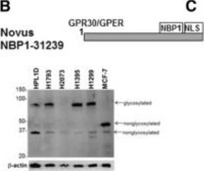 Western Blot: GPER/GPR30 Antibody [NBP1-31239]