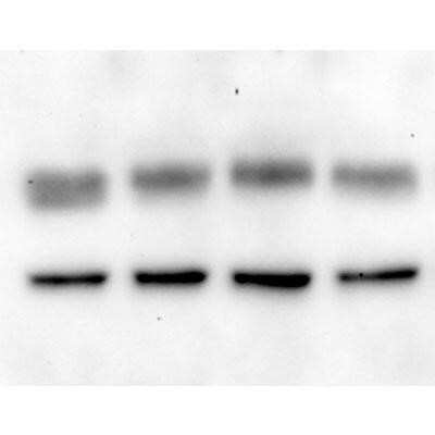 Western Blot: GPER/GPR30 AntibodyBSA Free [NLS4271]