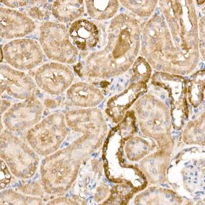 Immunohistochemistry-Paraffin: GPI-PLD/GPLD1 Antibody - Azide and BSA Free [NBP3-03599]