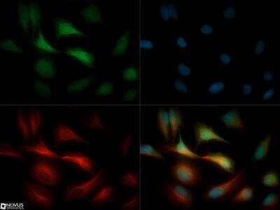 Immunocytochemistry/ Immunofluorescence: GPIHBP1 Antibody [NB110-41539]
