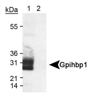 Western Blot: GPIHBP1 Antibody [NB110-41539]