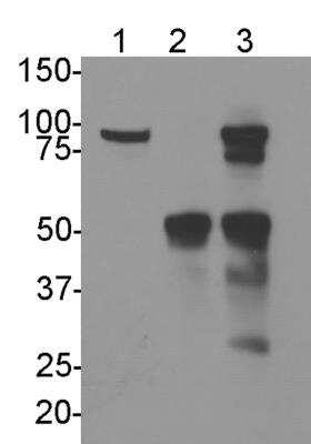 Immunoprecipitation: GPIP137 Antibody [NBP2-22238]