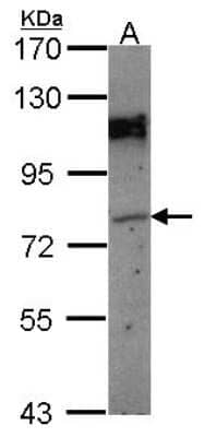 Western Blot: GPIP137 Antibody [NBP2-16712]