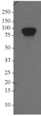 Western Blot: GPIP137 Antibody [NBP2-22238]