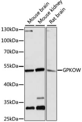 Western Blot: GPKOW AntibodyAzide and BSA Free [NBP3-04620]