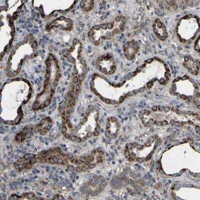 Immunohistochemistry-Paraffin: GPI-PLD/GPLD1 Antibody [NBP1-86474]