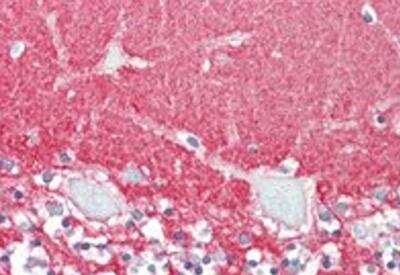 Immunohistochemistry-Paraffin: GPM6A Antibody [NBP1-68861]